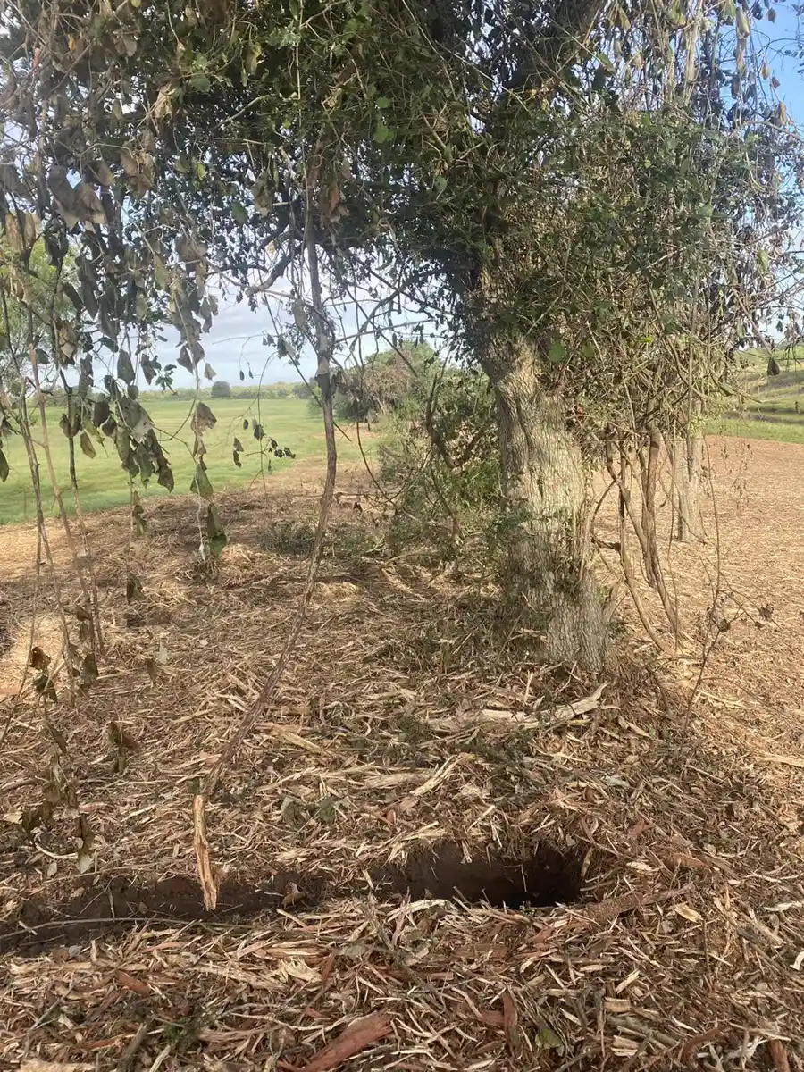 Cleared and mulched ground around a mature tree with open pasture beyond