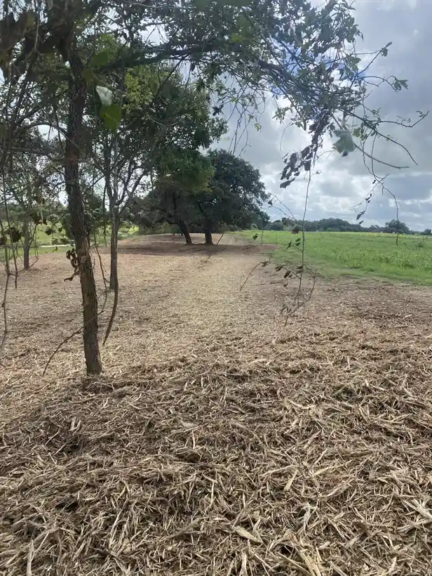 A cleared, mulched lane running between mature oak trees